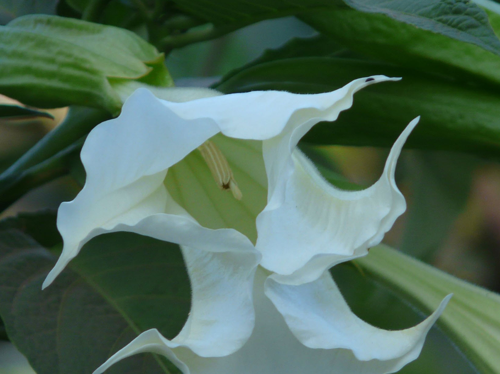 Datura stramonium (Common Thorn Apple), image size:1639x1226