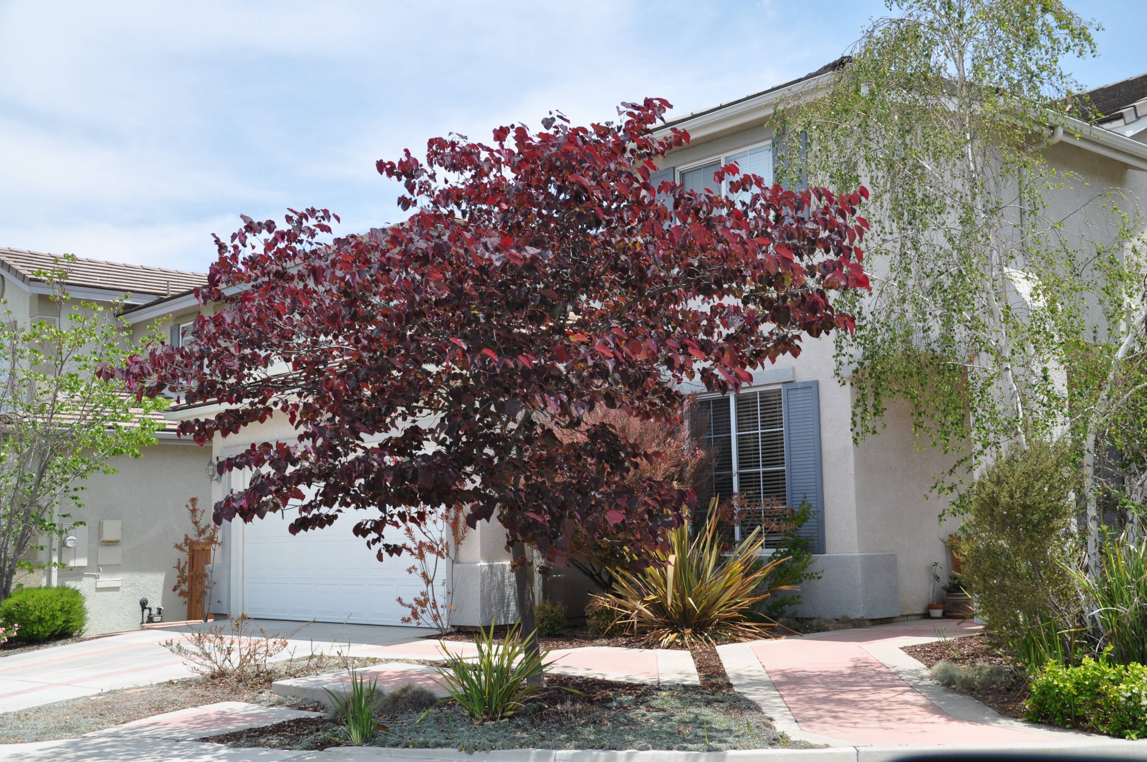 Cercis canadensis 'Forest Pansy' - Forest Pansy Redbud | PlantMaster