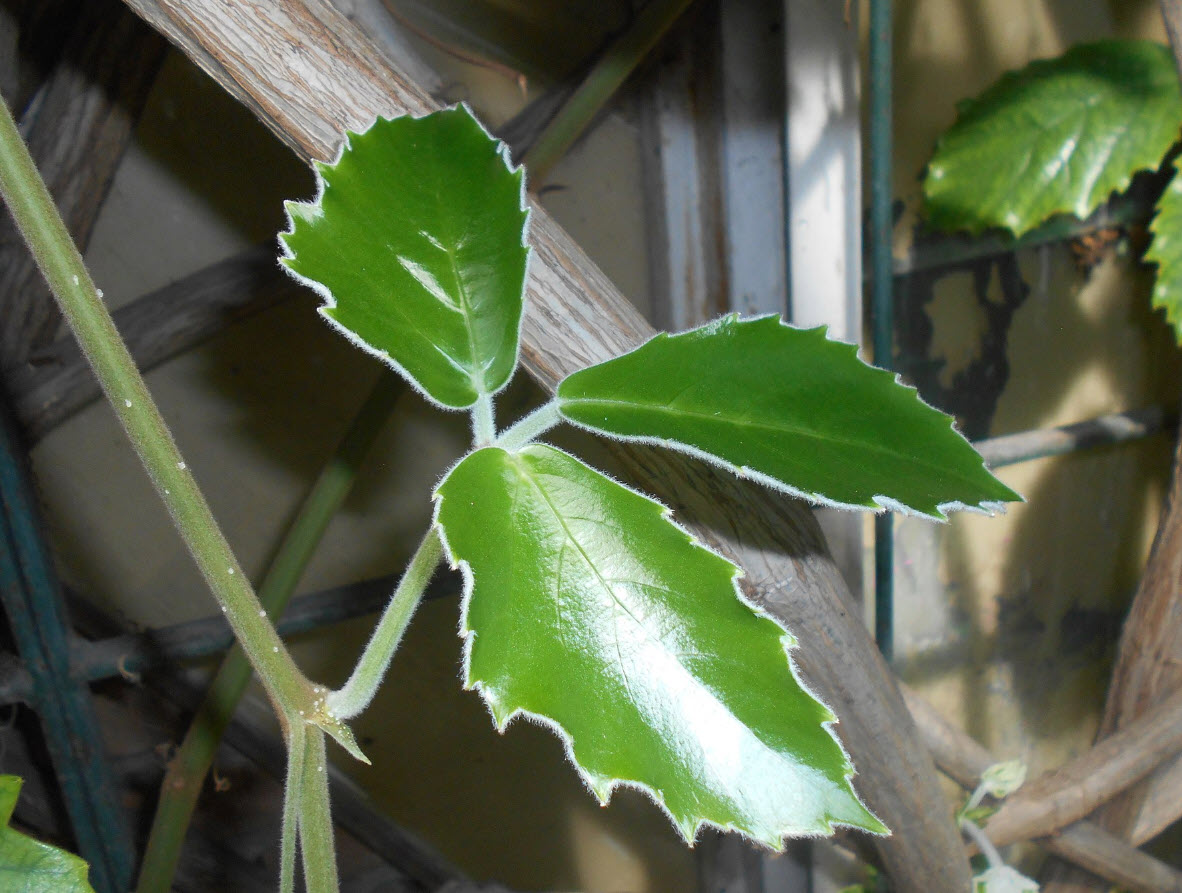 godzilla plant Bucephalandra Green Godzilla Pot
