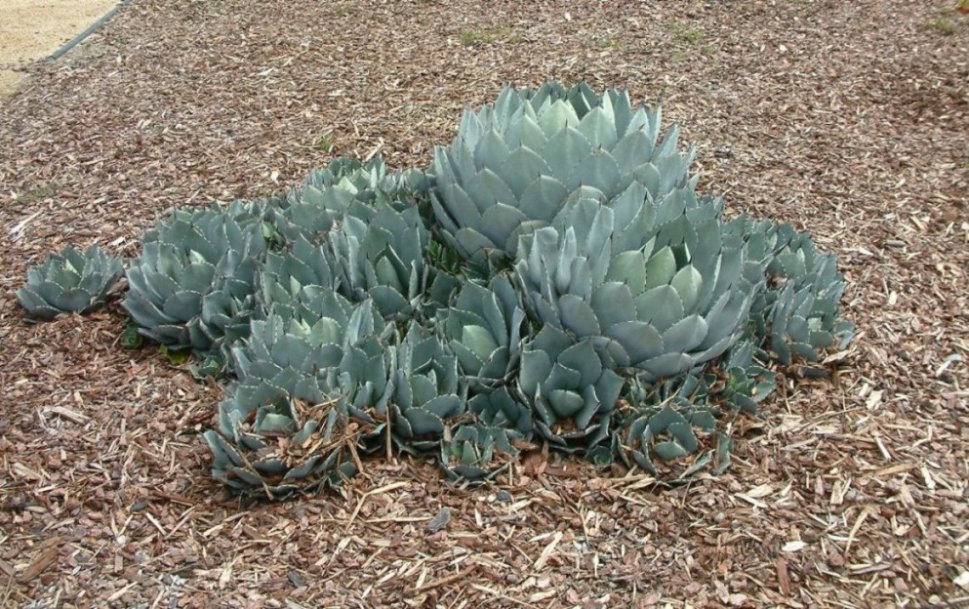 アガベ Agave parryi 'J.C.'s Shadow' 194 agave parryi 'j.c.'s shadow' | カトーエンゲー
