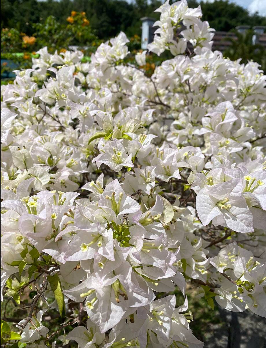 Bougainvillea 'Jamaica White' - Jamaica White Bougainvillea | PlantMaster