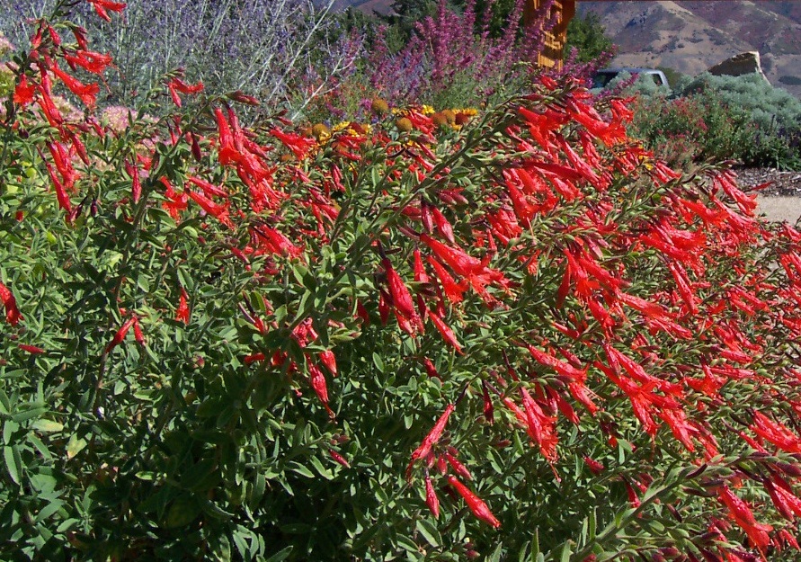 Zauschneria garrettii Orange Carpet® - Hummingbird Trumpet