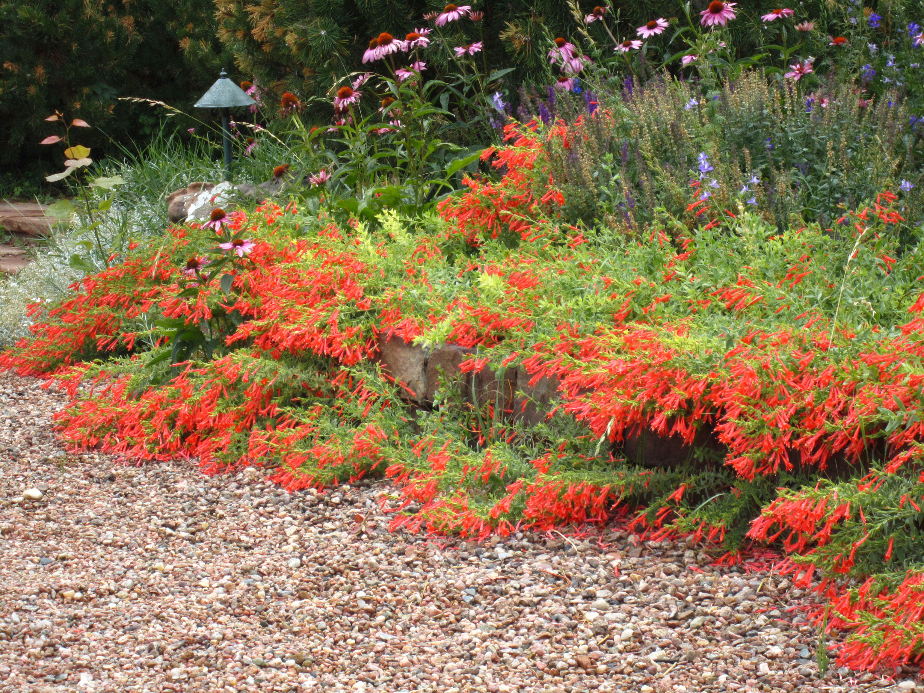 Zauschneria garrettii Orange Carpet® - Hummingbird Trumpet