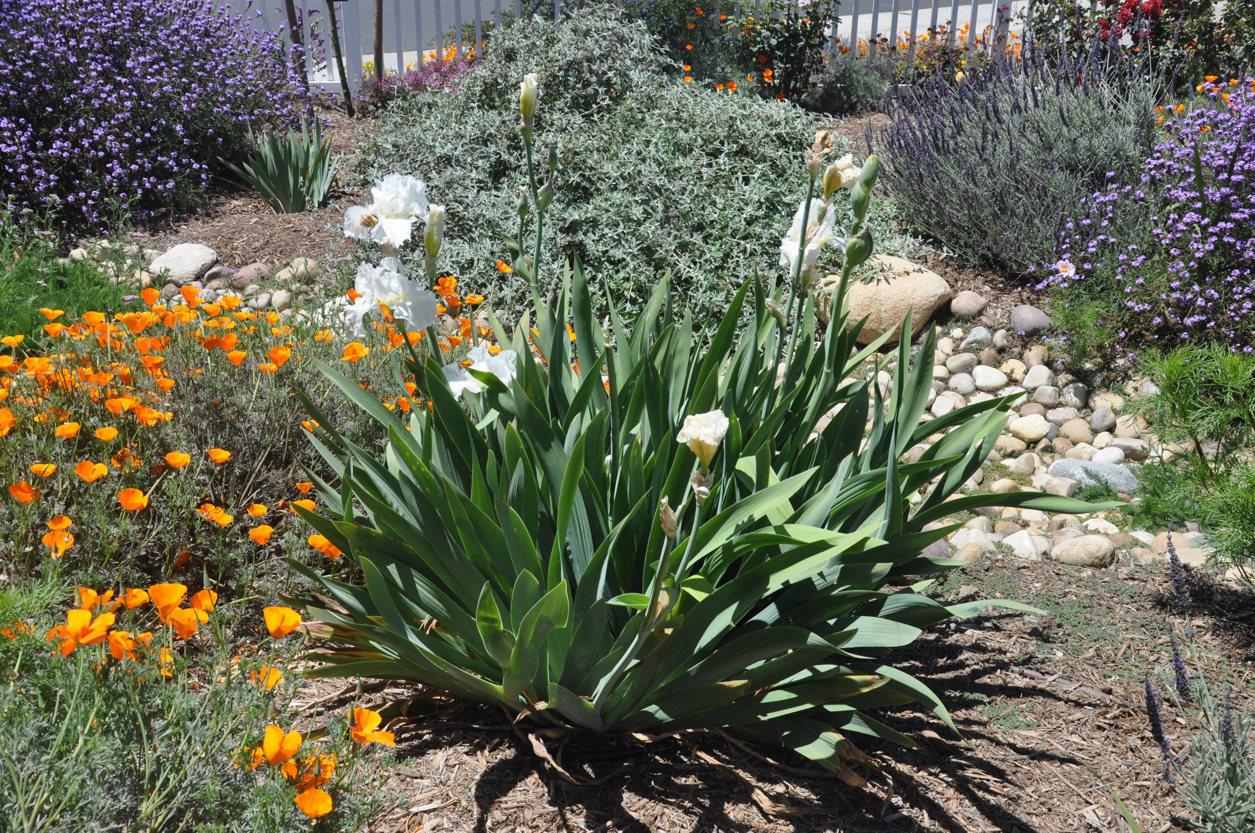 Iris bearded 'Frequent Flyer' - Frequent Flyer Bearded Iris | PlantMaster