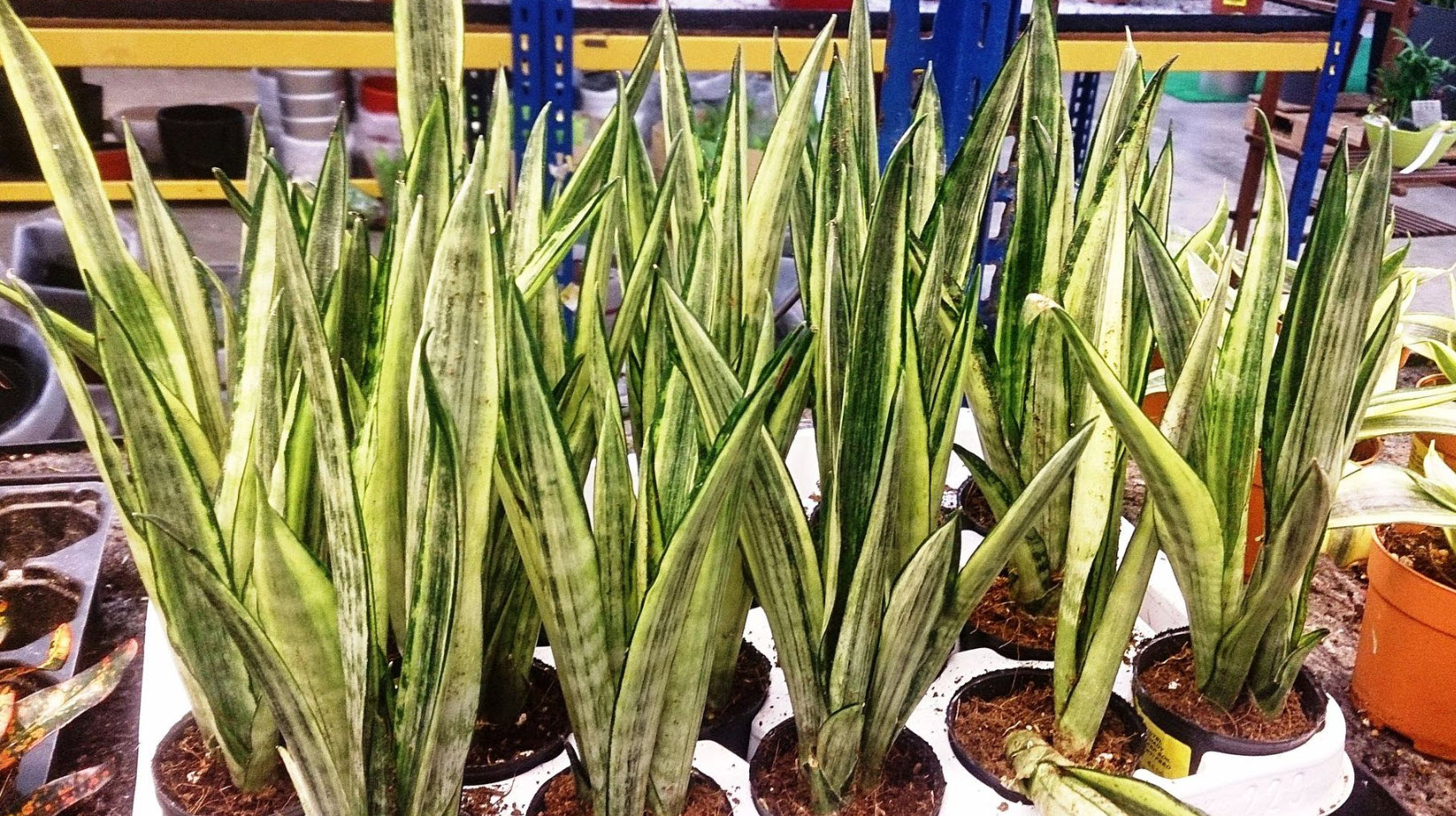 Sansevieria tri. 'Bantel's Sensation' - White Striped Sansevieria |  PlantMaster
