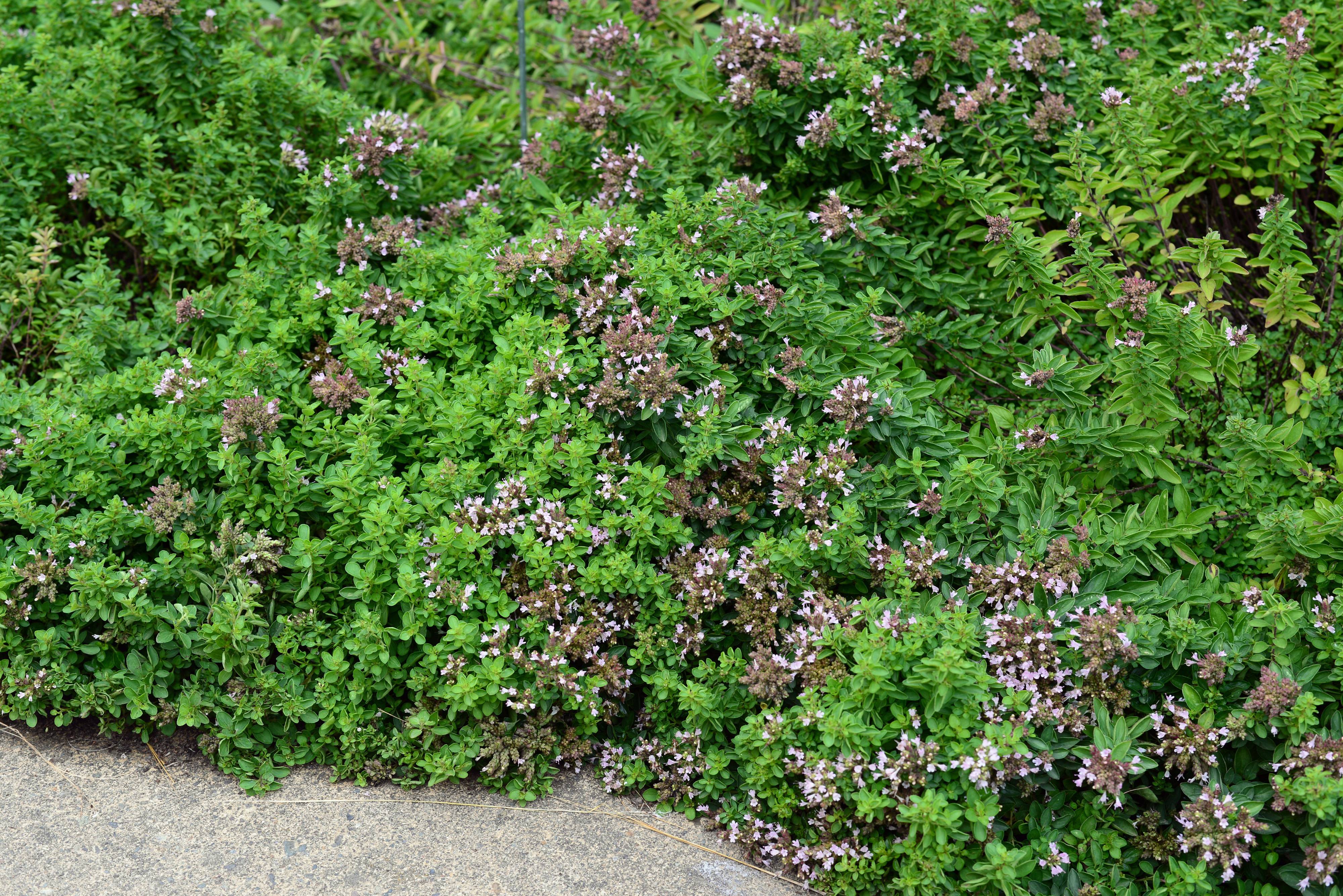 alternanthera aquarium plant Alternanthera Reineckii Aquarium Plant Care and Color