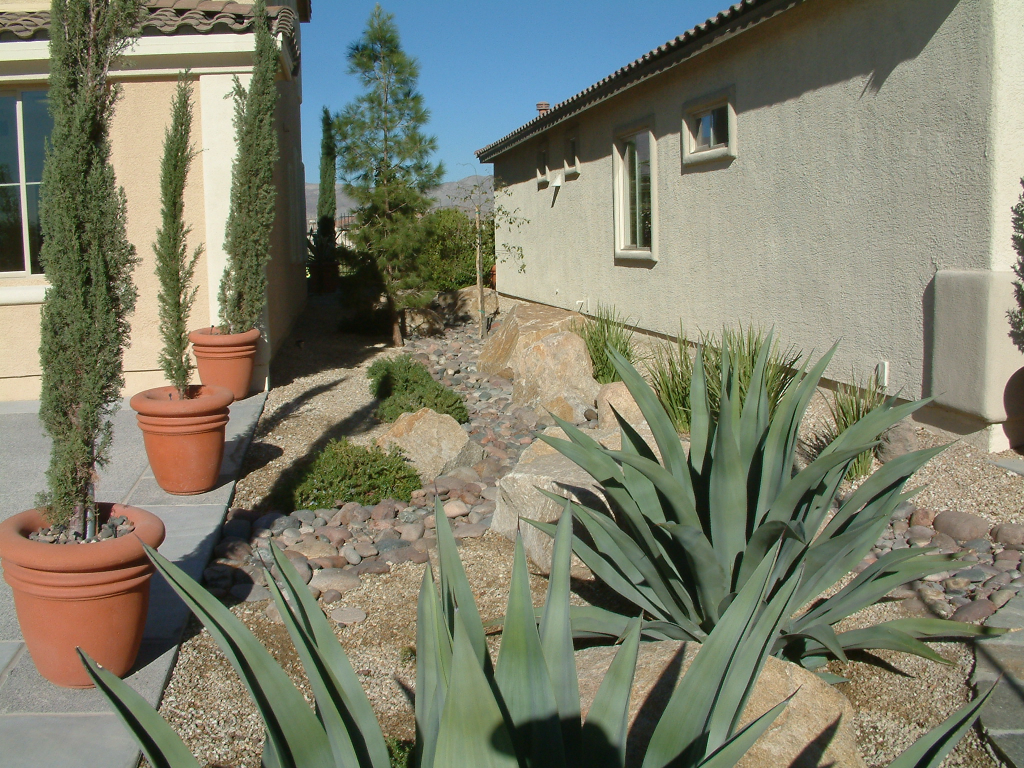 Agave weberi - Weber Agave | PlantMaster