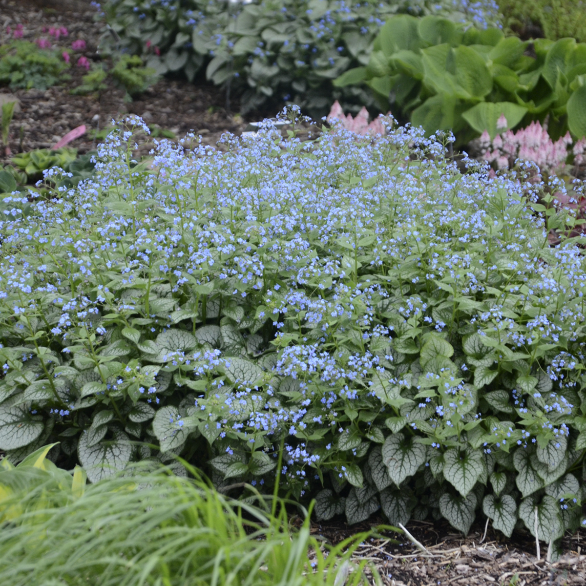 Brunnera 'Jack Frost' - Heartleaf Brunnera | PlantMaster