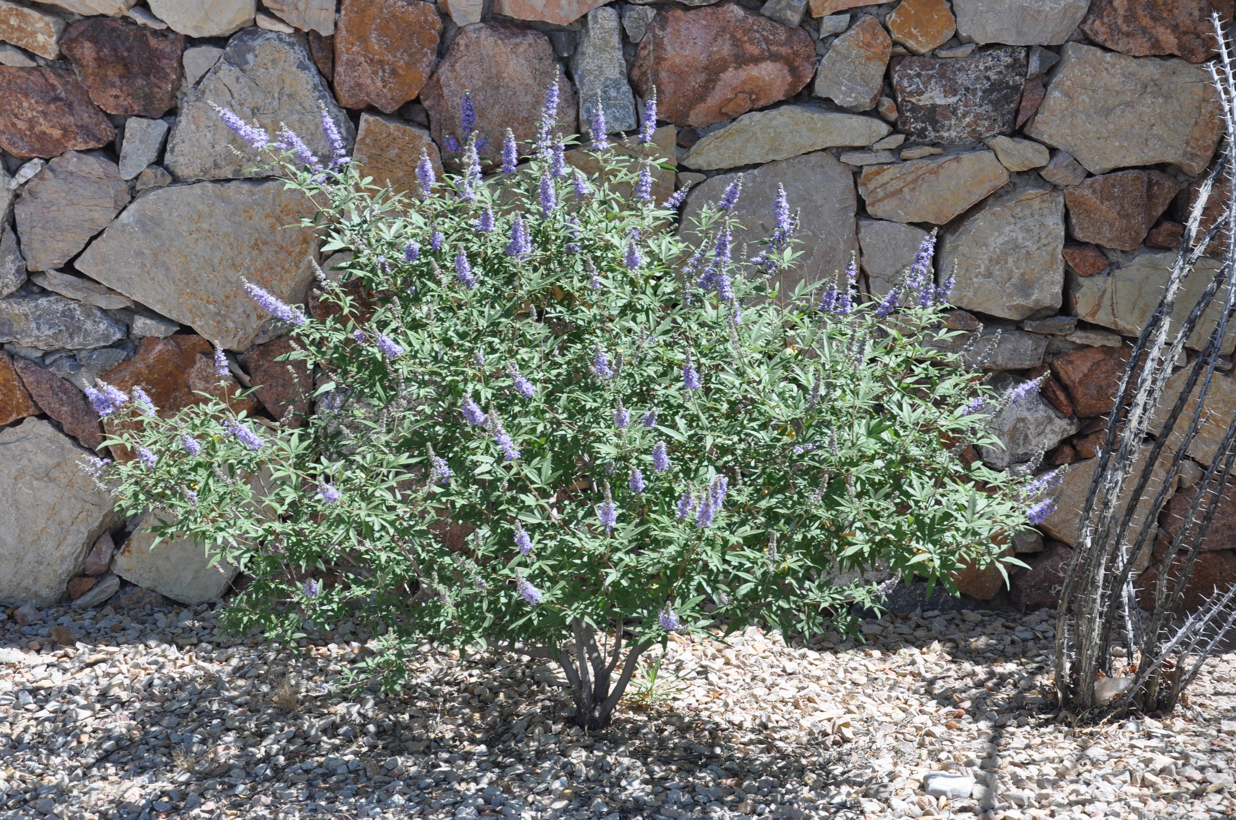 Agnus castus para que sirve