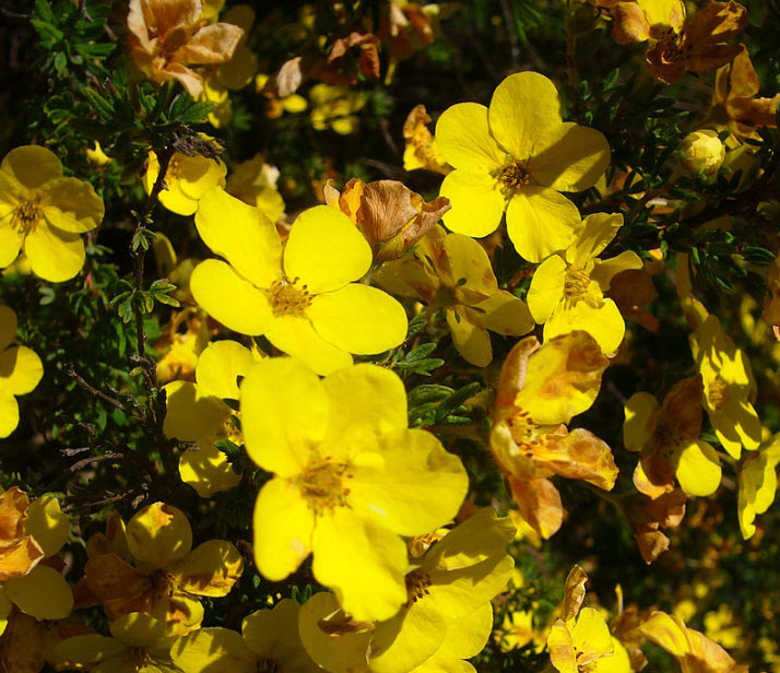 Potentilla fruticosa - Shrubby Cinquefoil | PlantMaster