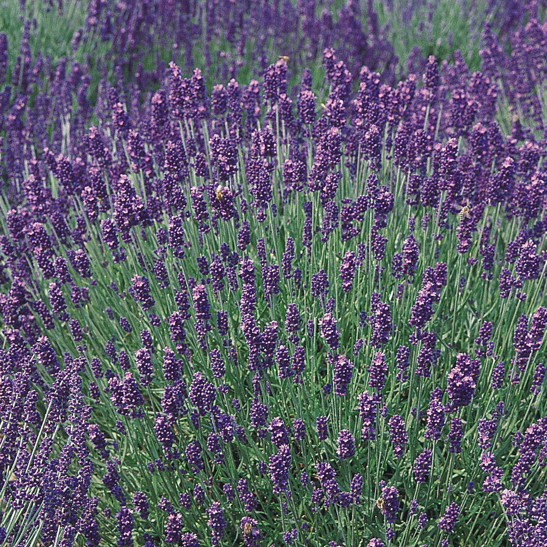 lavender french perfume