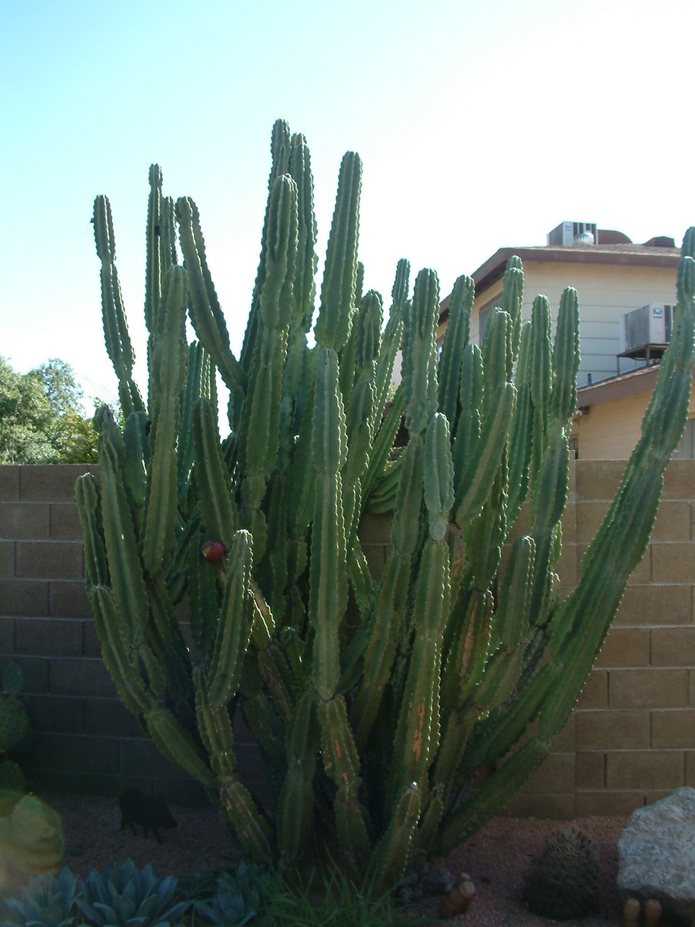 cactus echinopsis oxygona Echinopsis oxygona 'Easter Lily Cactus'