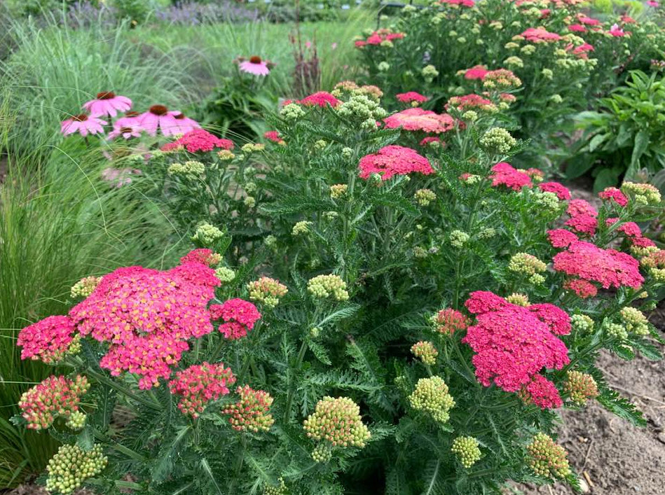 【 】 Golden Summer　花柄　2枚 Achillea 'Sassy Summer Taffy' - Sassy Summer Taffy Yarrow
