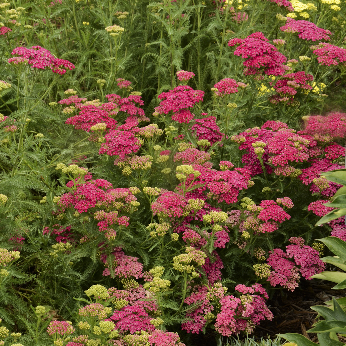 Achillea millefolium Saucy Seduction Yarrow – PlantsInTheCity