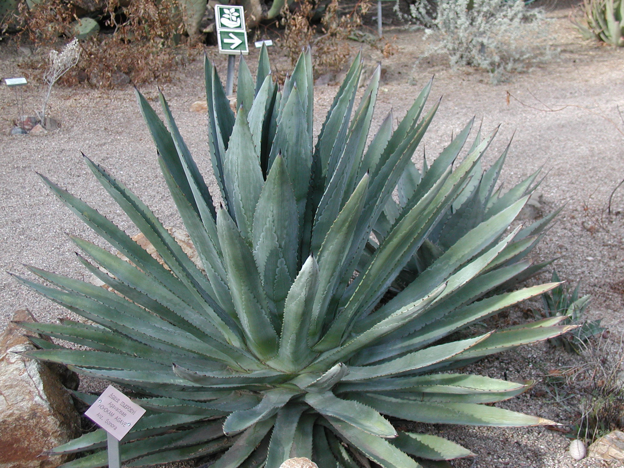 Agave murpheyi - Murphy's Agave | PlantMaster
