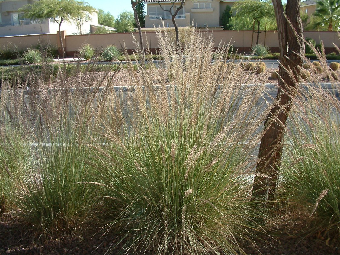 Muhlenbergia lindheimeri