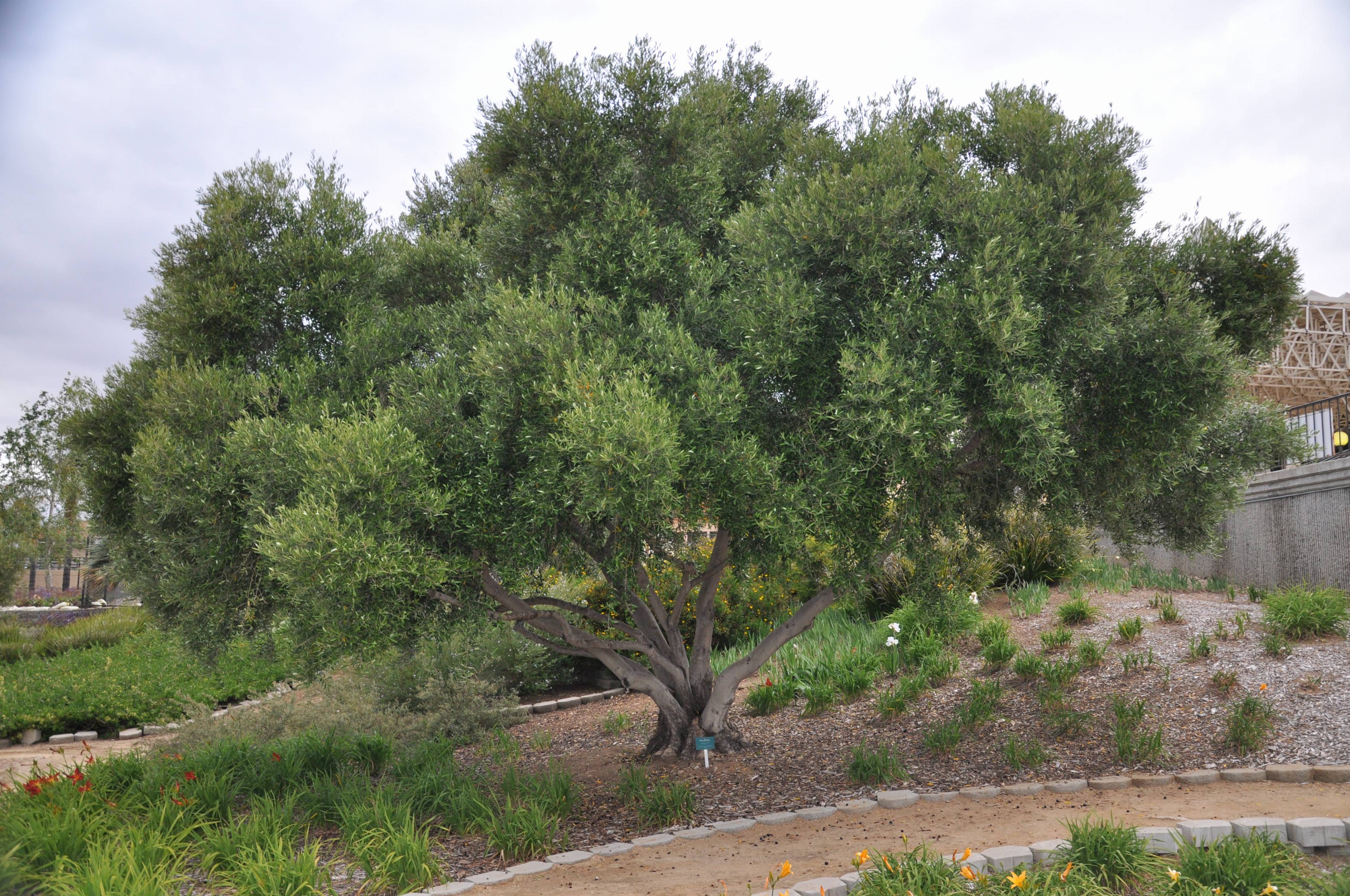 Olea europaea - Olive | PlantMaster