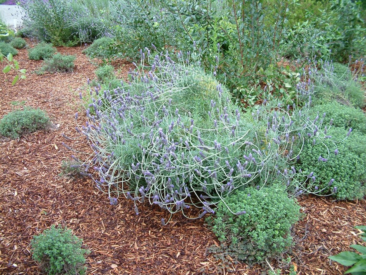 Lavandula 'Goodwin Creek Grey'