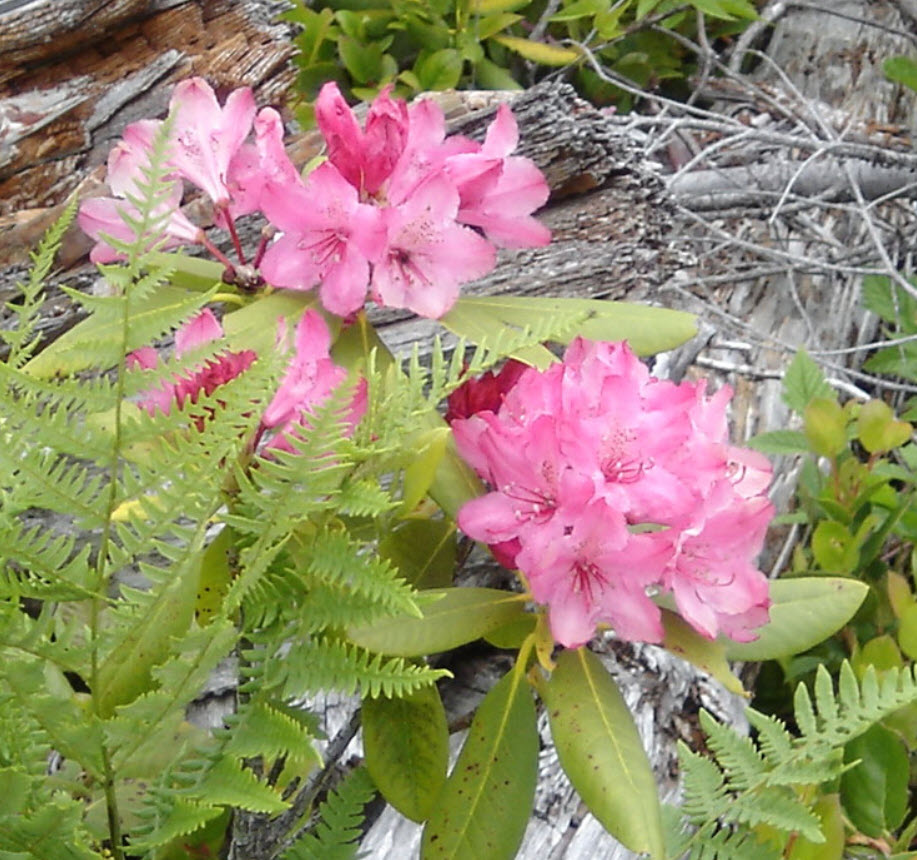 Rhododendron macrophyllum - Pacific Rhododendron | PlantMaster