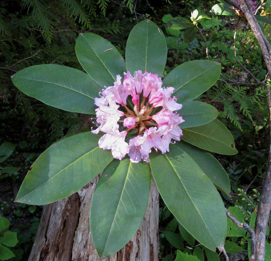 Pacific Rhododendron Fruit