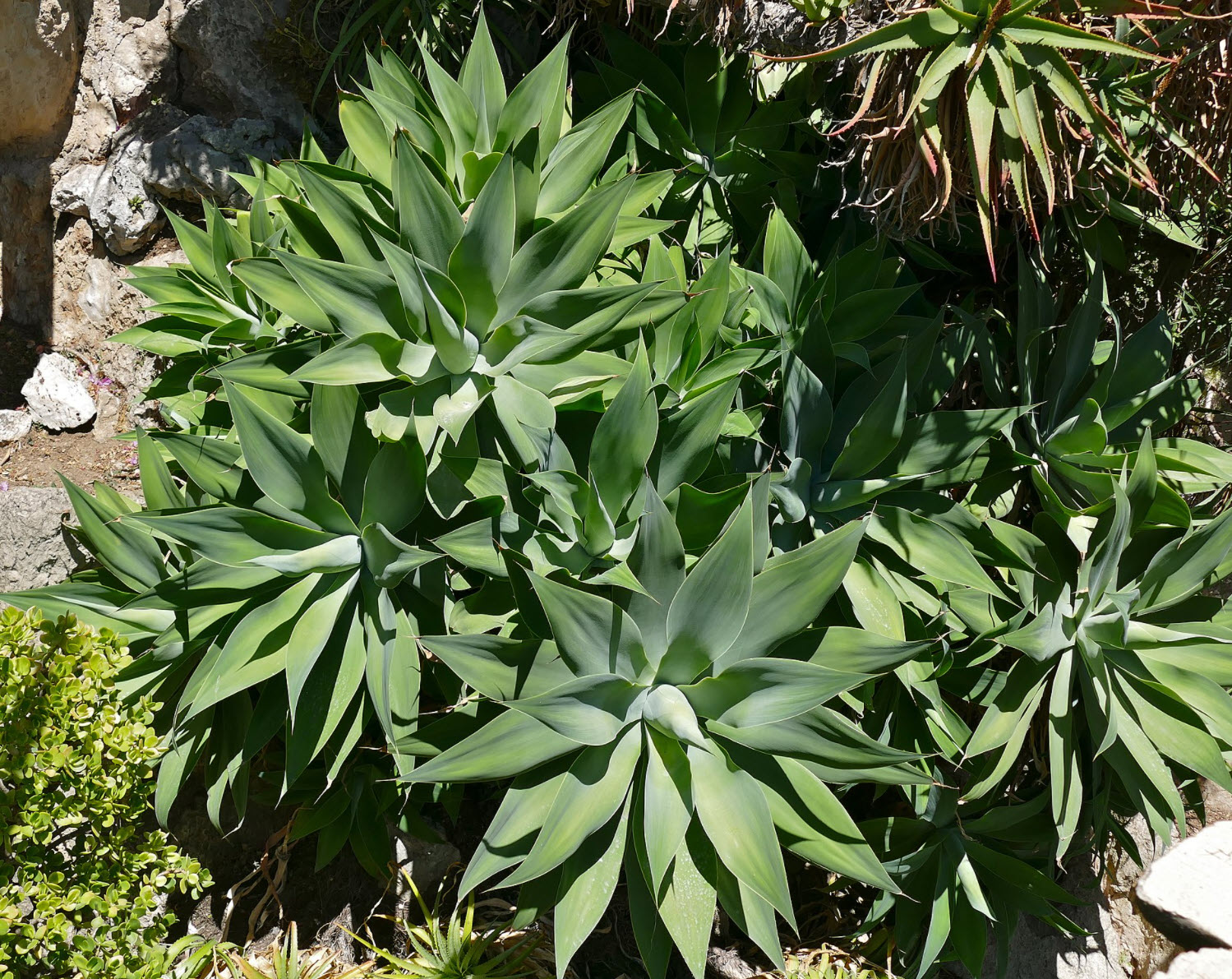 Agave Attenuata Fox Tail Agave Plantmaster Agave Attenuata Fox Tail Agave Plantmaster