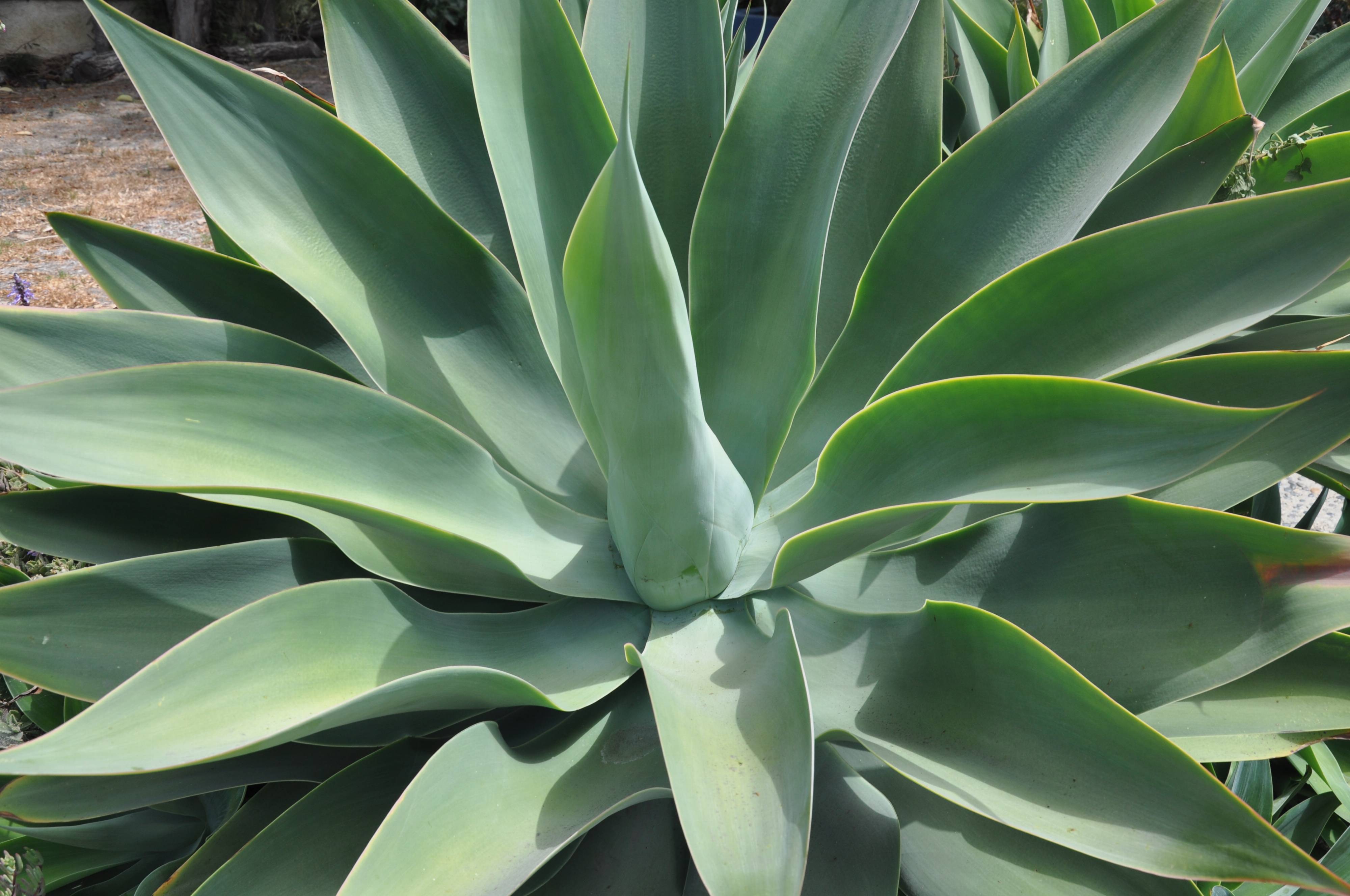 Agave Attenuata Fox Tail Agave Plantmaster Agave Attenuata Fox Tail Agave Plantmaster