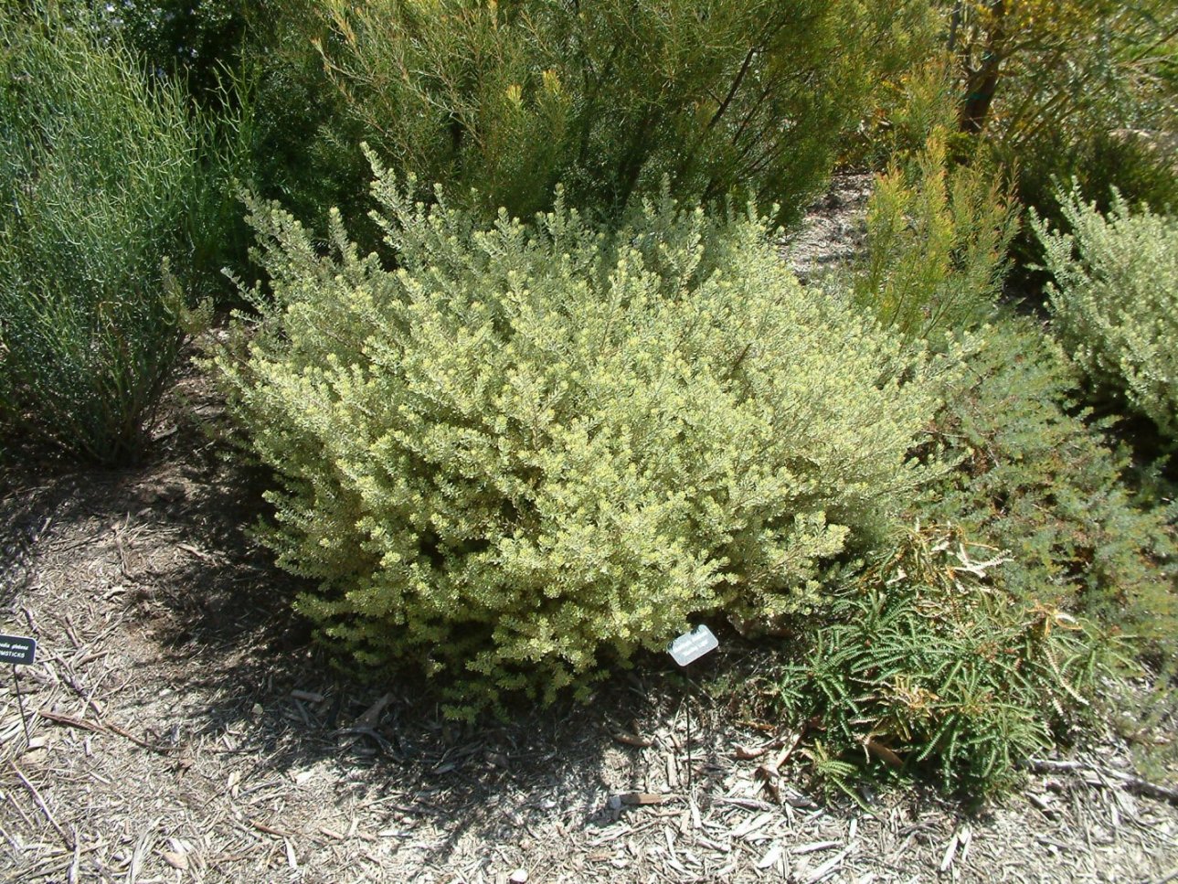 westringia fruticosa morning light