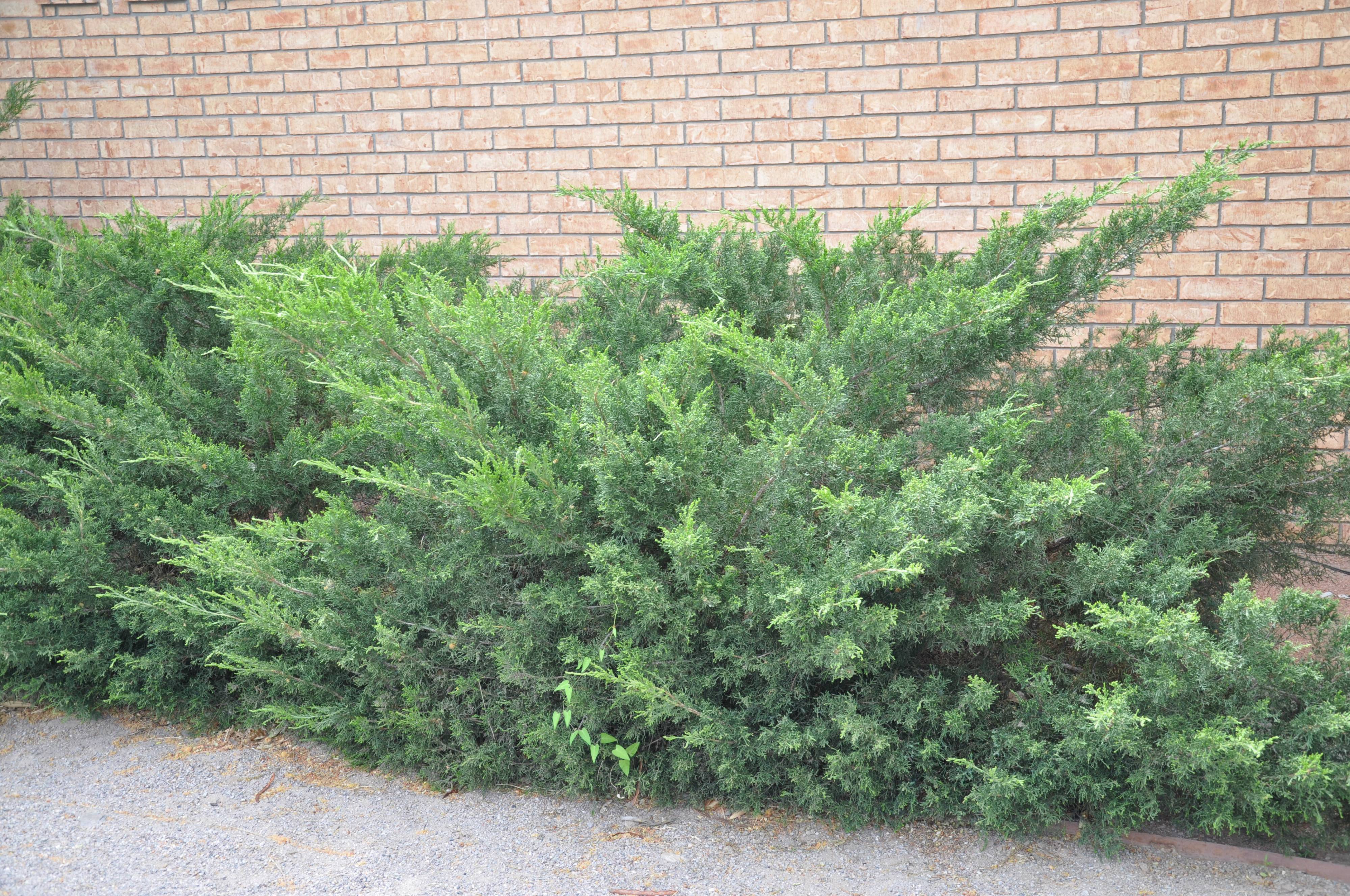 Можжевельник пфитцериана компакта фото - Arhids.ru