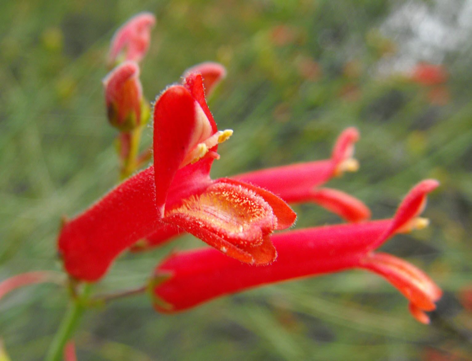 Gambelia speciosa - Island Bush Snapdragon | PlantMaster