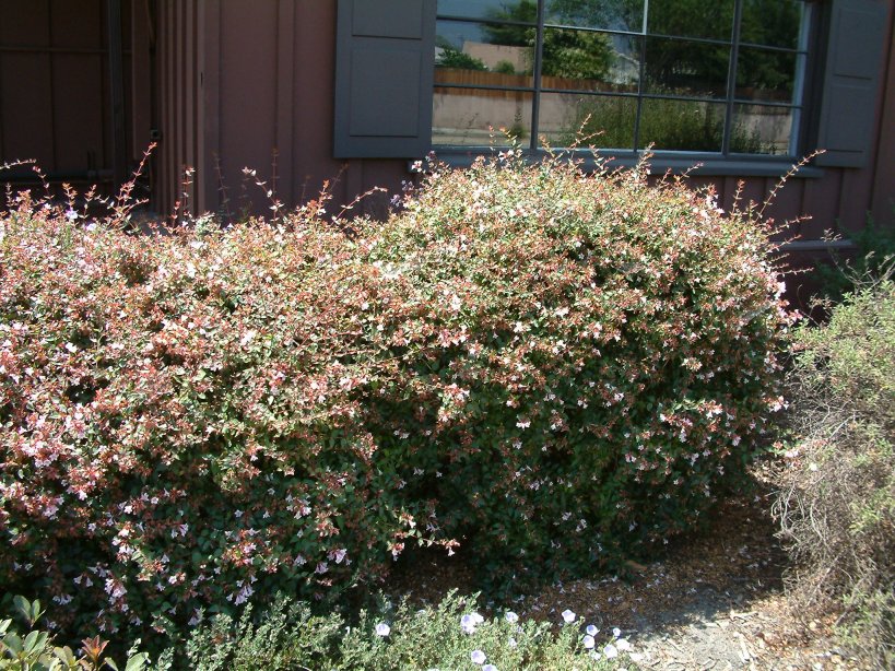 Abelia x grandiflora