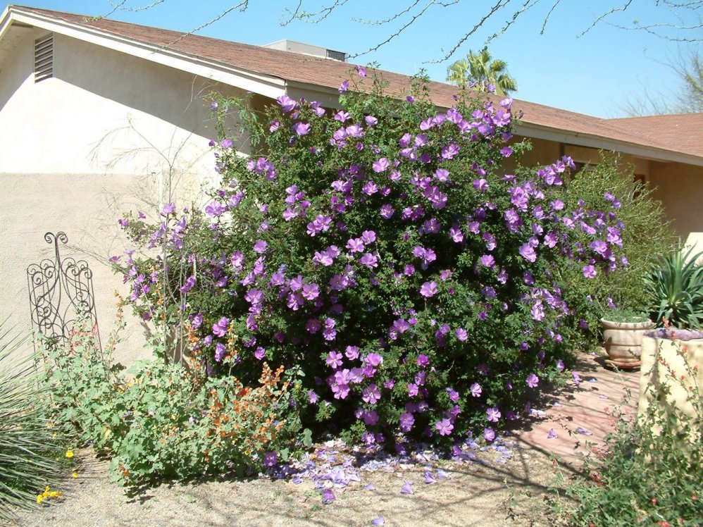 Alyogyne Huegelli Purple Delight Purple Delight Lilac Hibiscus Plantmaster Alyogyne Huegelli Purple Delight Purple Delight Lilac Hibiscus Plantmaster
