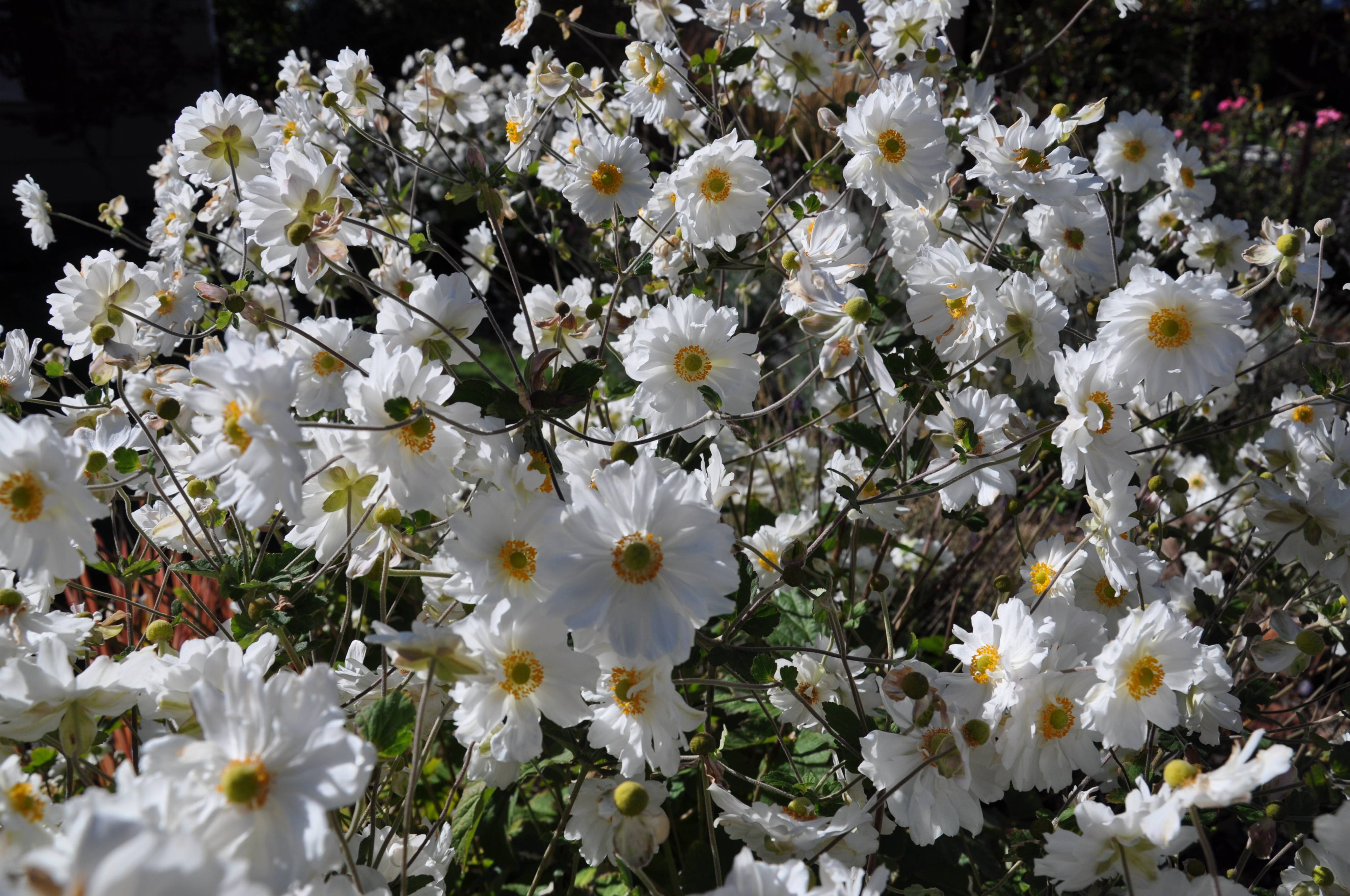 【A4サイズ額付】井上治OsamuInoue『Japanese Anemones A4サイズ額付】井上治OsamuInoue『Japanese Anemones