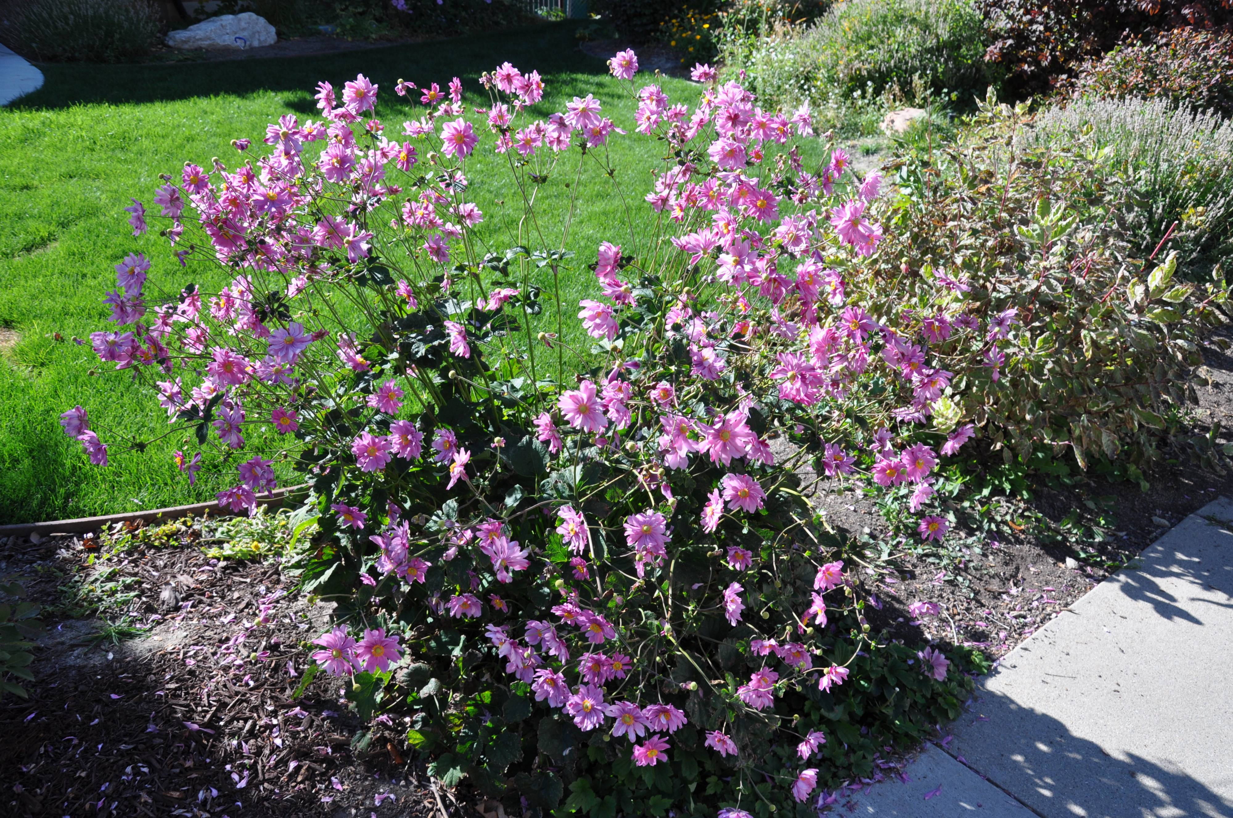 Anemone x hybrida - Japanese Anemone | PlantMaster