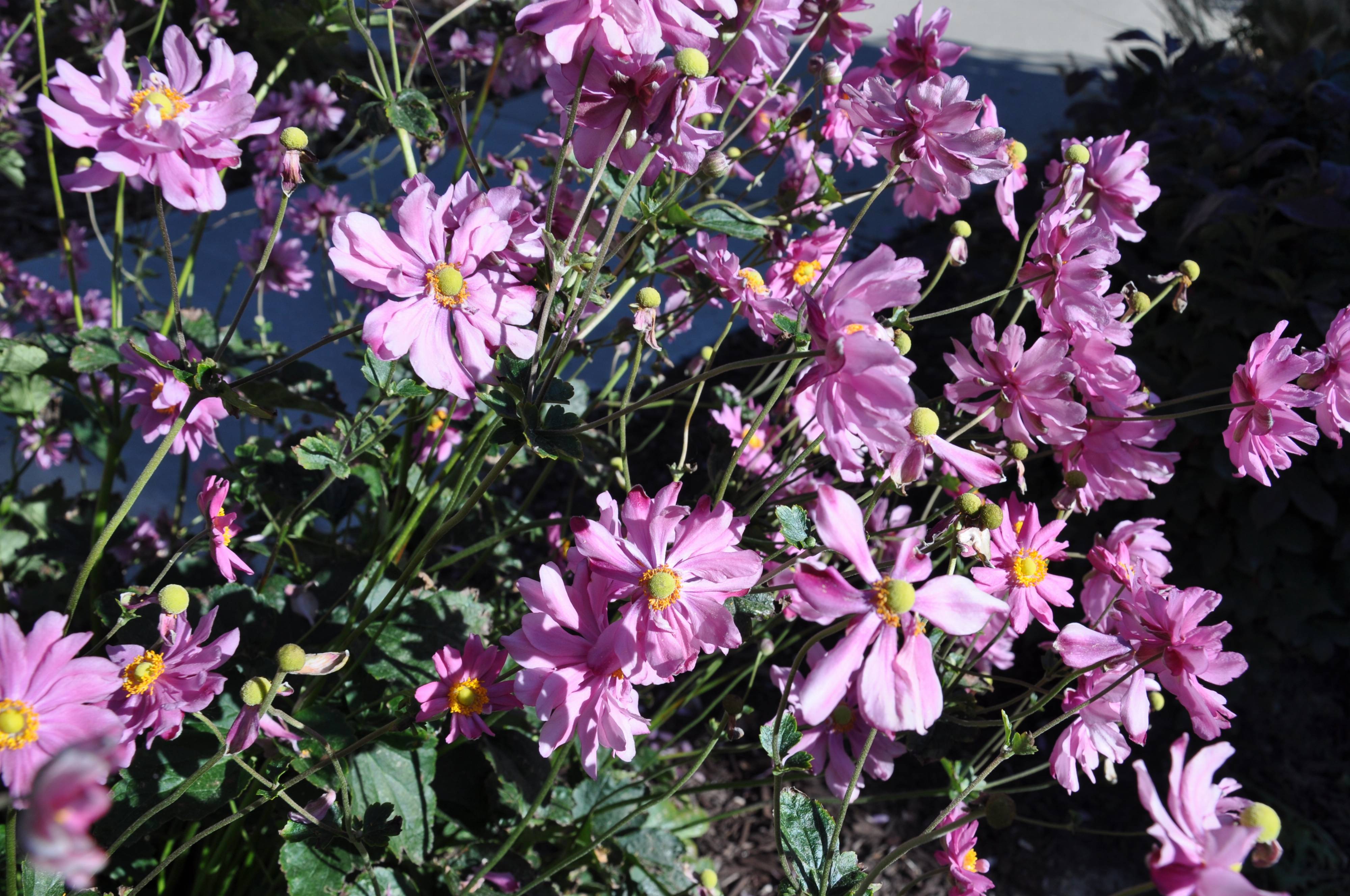 Anemone x hybrida - Japanese Anemone | PlantMaster