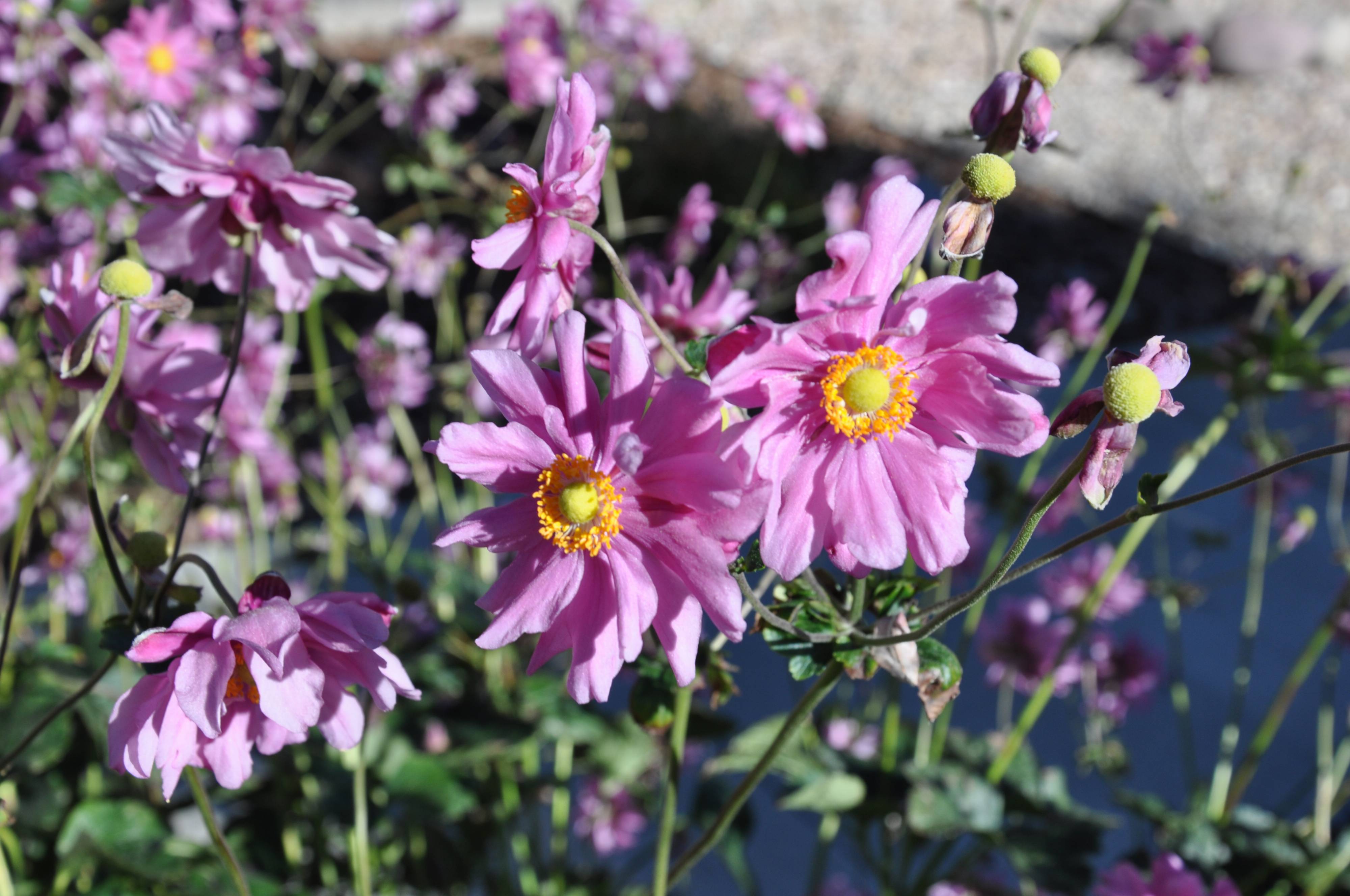 *anemone* Anemones