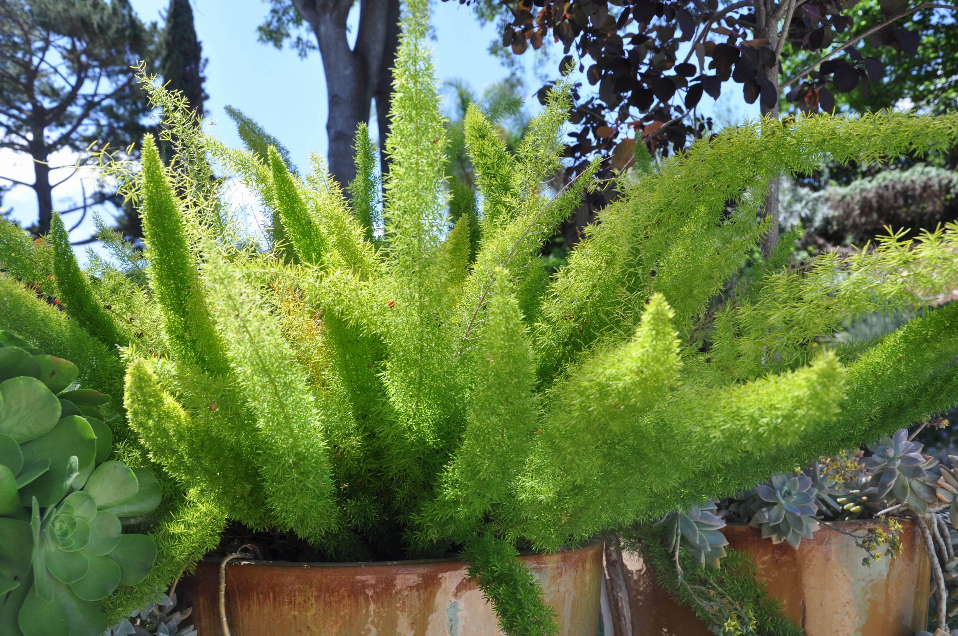 Asparagus densiflorus 'Myers' - Myers Asparagus | PlantMaster