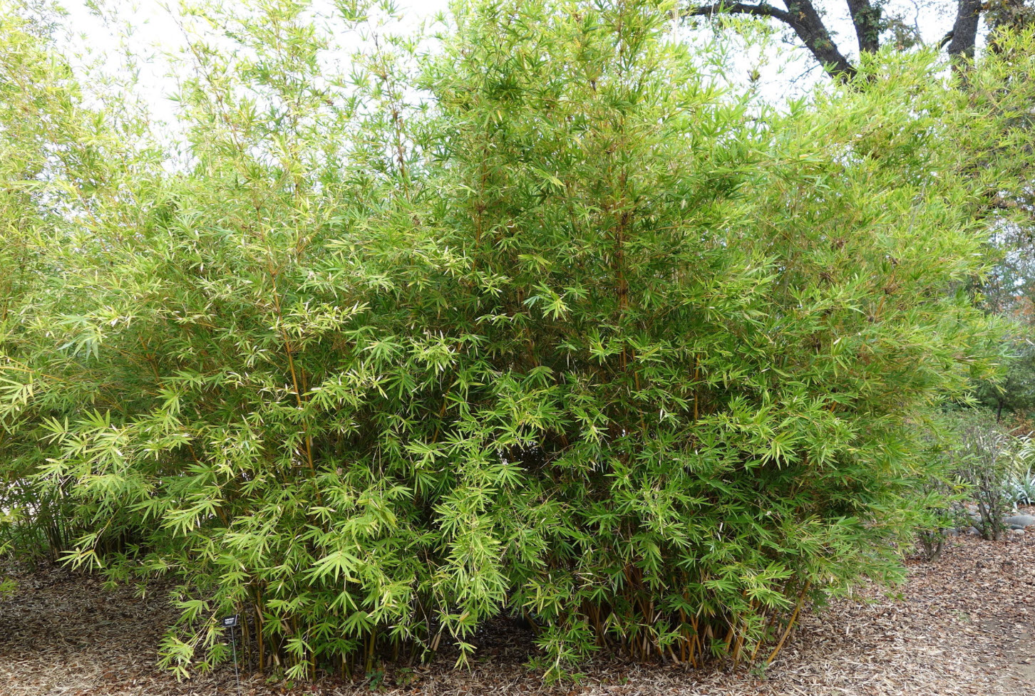 Bambusa multiplex 'Alphonse Karr' - Alphonse Karr Bamboo | PlantMaster