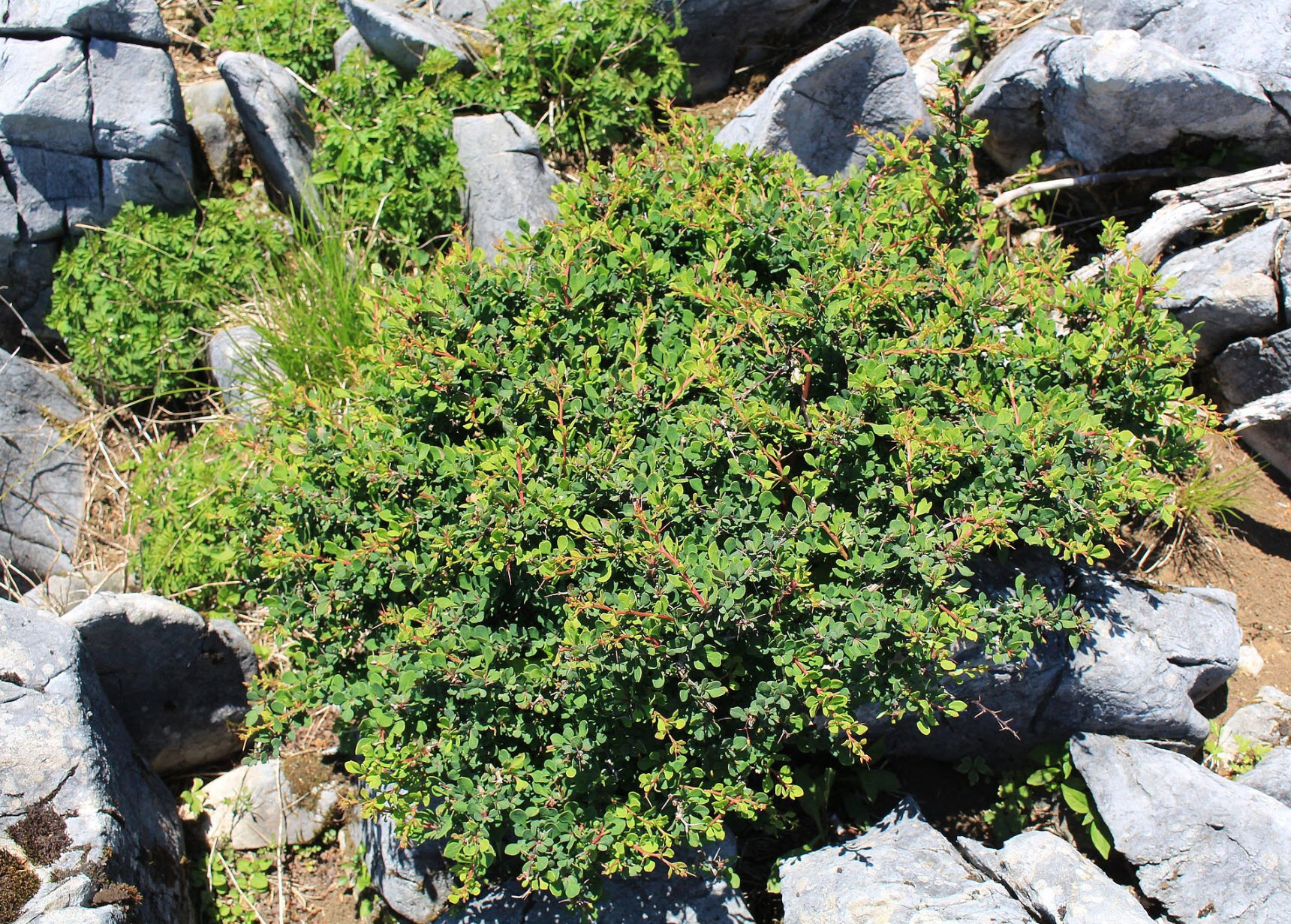 benefits of sage plant Sage | Stomach aches & Flatulence main image 0