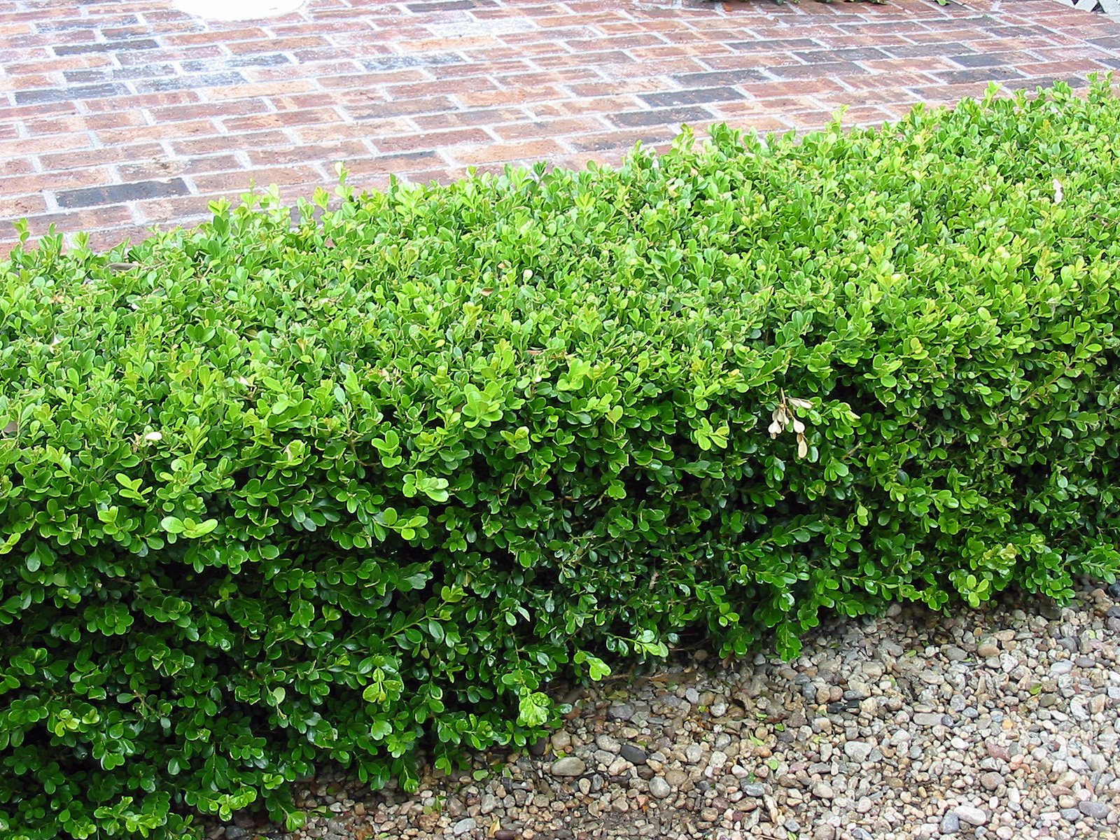 Самшит (Buxus sempervirens) Питомник растений РостЭко