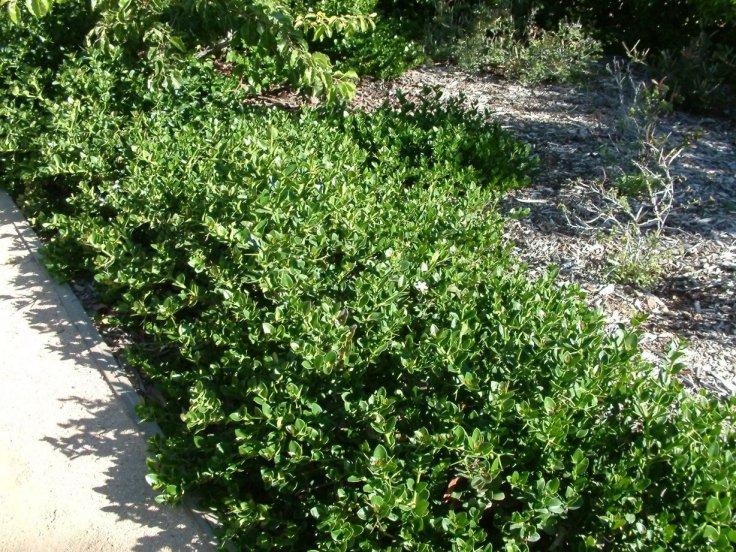 Carissa macrocarpa 'Prostrata'