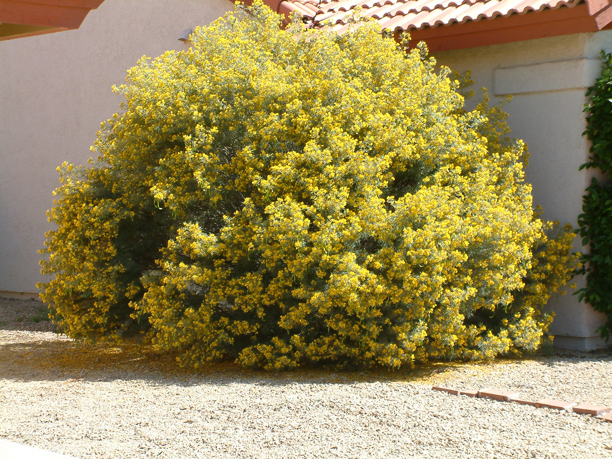 desert cassia shrub