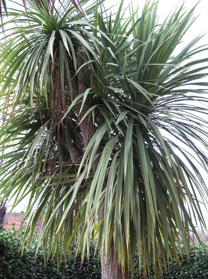 canoe leaf philodendron Xanadu Cut-Leaf Philodendron Hedge Shrub