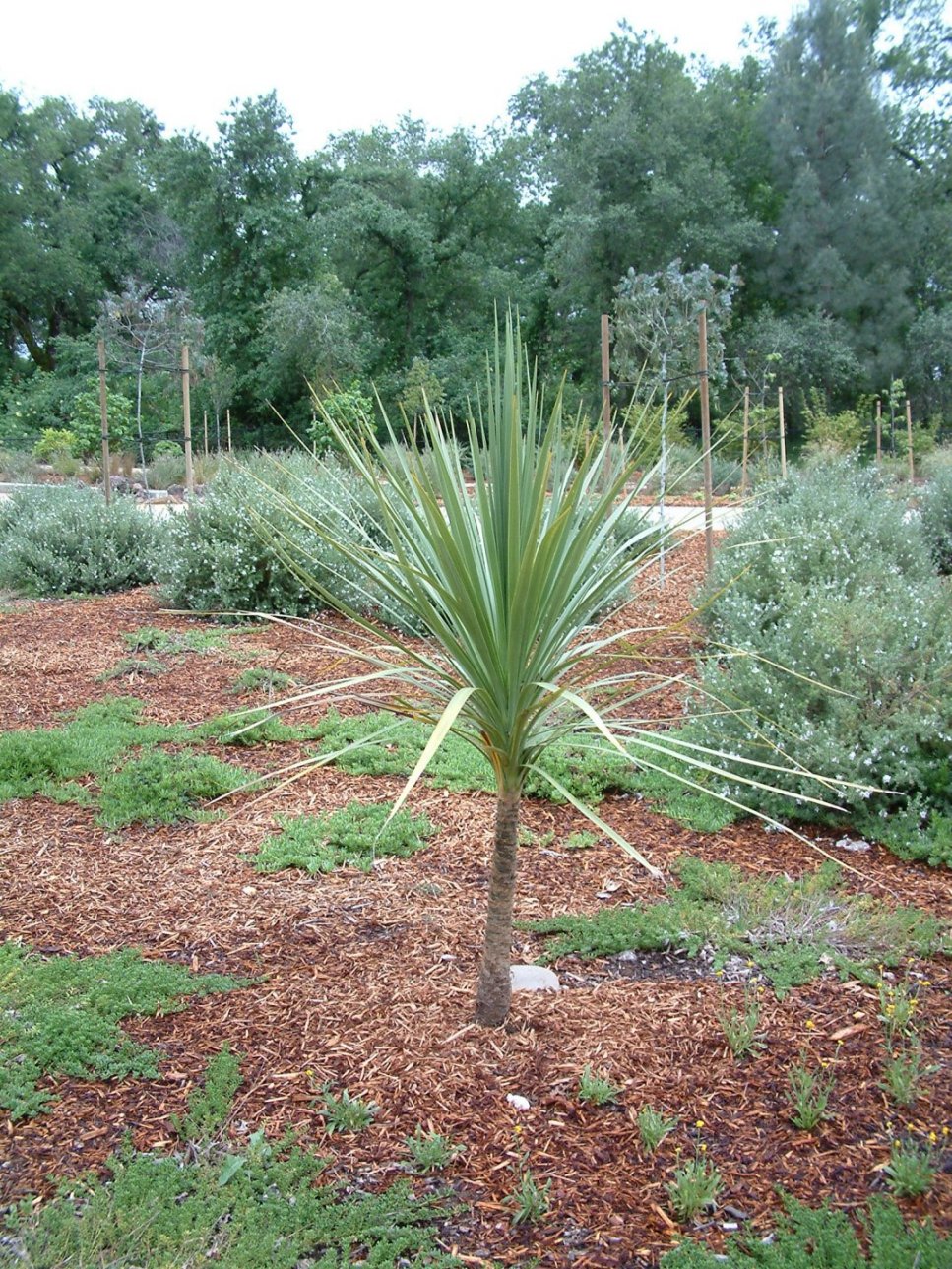 Cordyline australis - Australian Dracaena | PlantMaster