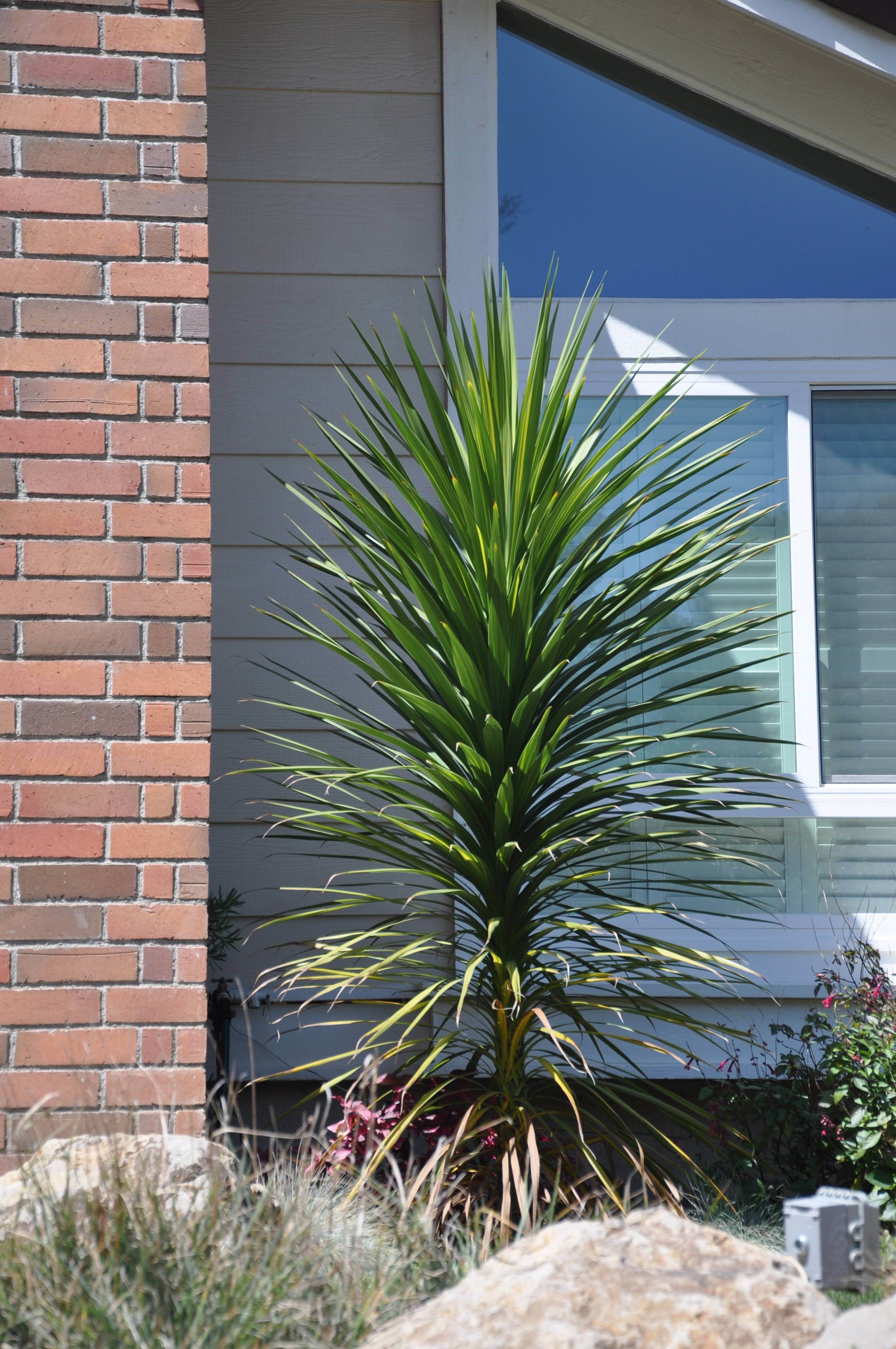 Cordyline australis - Australian Dracaena | PlantMaster