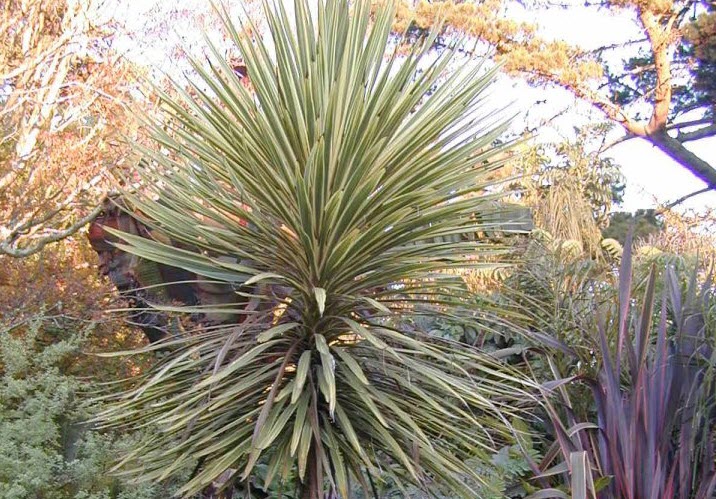 Cordyline australis - Australian Dracaena | PlantMaster
