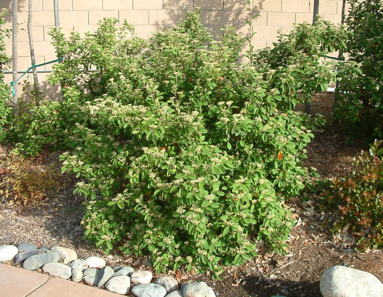 Cotoneaster lacteus parneyi