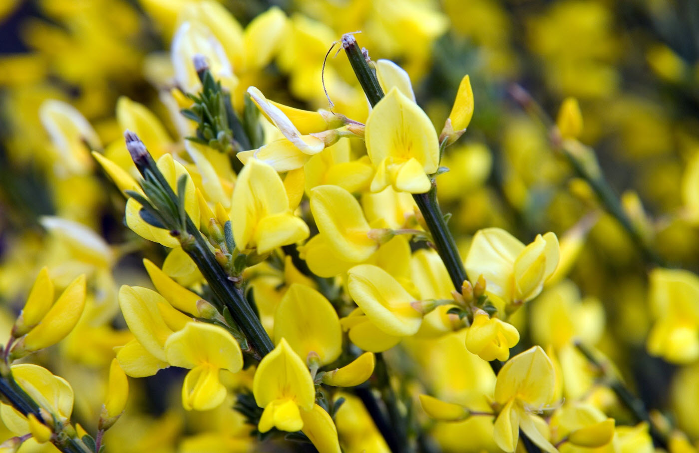 Image of close-up of Cytisus praecox flowers