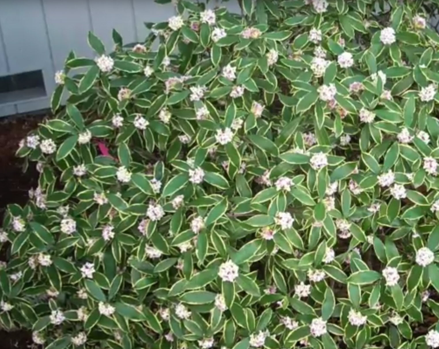 Daphne odora 'Aureo-marginata' - Variegated Winter Daphne | PlantMaster, image size:1524x1210