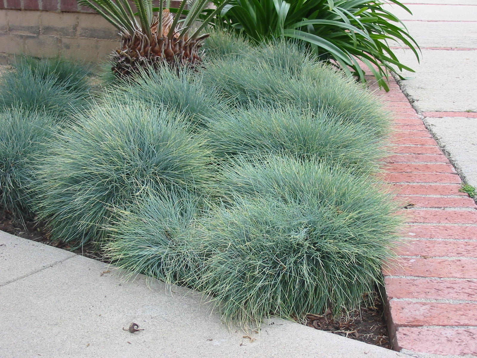 100 Blue Sheeps Fescue Grass Seeds - Festuca Ovina Glauca, Ornamental Blue Grass, Seedville USA Brand