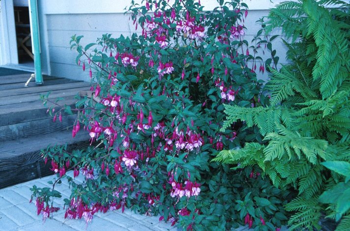 Fuchsia X hybrida - Fuchsia Hybrids | PlantMaster